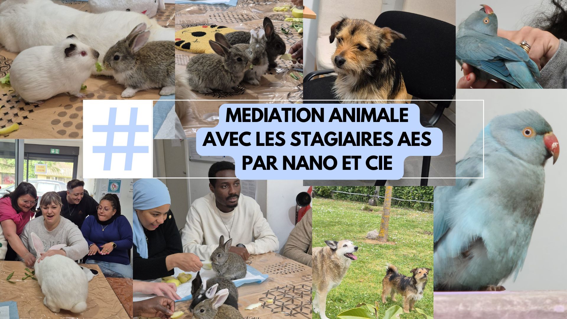 Journée médiation animale